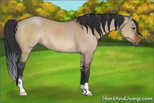 Horse Color:Brown Dun Sabino