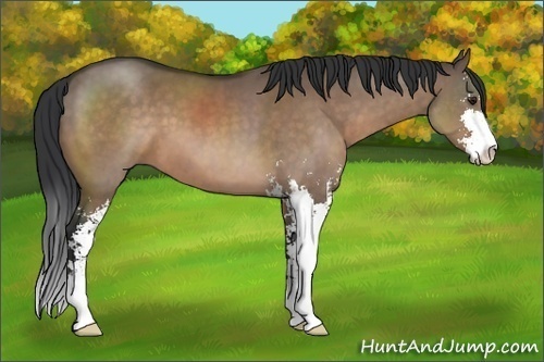 Horse Color:Brown Dun Sabino