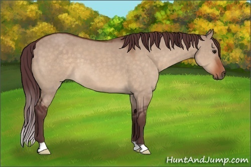 Horse Color:Chocolate Brown Dun 