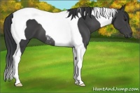 Horse Color:Black Tobiano 