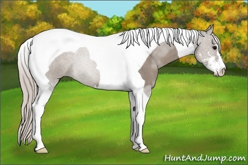 Horse Color:Silver Grullo Sabino Tobiano