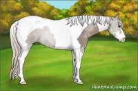 Horse Color:Silver Grullo Sabino Tobiano