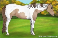 Horse Color:Black Pearl Tobiano 