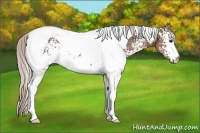 Horse Color:White Spotted Silver Black Tobiano 