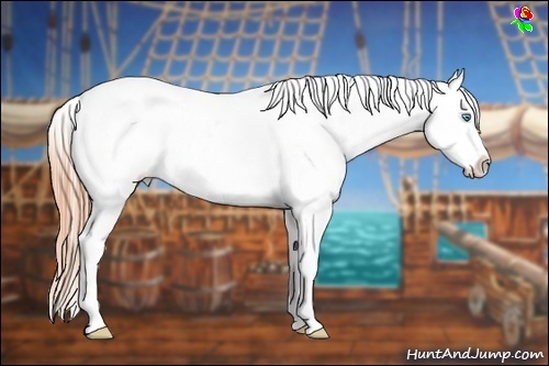 Horse Color:White Spotted Buckskin Pearl Dun Appaloosa 