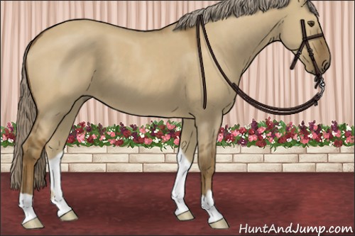 Horse Color:Chocolate Palomino Dun 