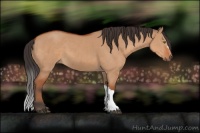 Horse Color:Bay Dun 