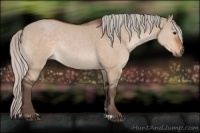 Horse Color:Silver Brown Dun 