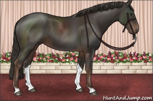 Horse Color:Liver Chestnut 