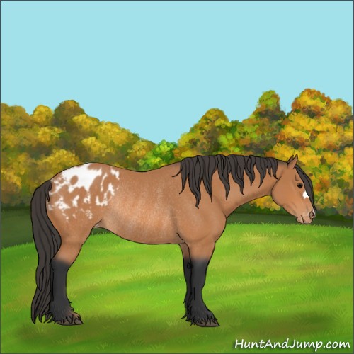 Horse Color:Bay Appaloosa Rabicano 