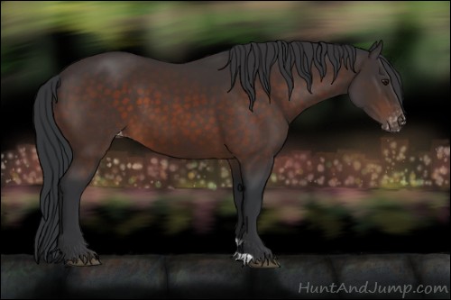 Horse Color:Brown Appaloosa 