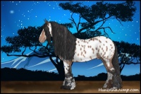 Horse Color:Bay Sabino Near Leopard 