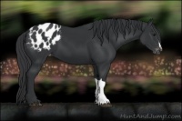Horse Color:Black Blanket