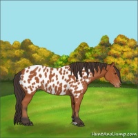 Horse Color:Bay Appaloosa 