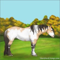 Horse Color:Buckskin Roan Frame Rabicano 
