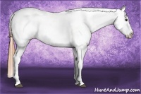 Horse Color:Chestnut Appaloosa 