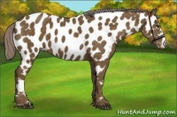 Horse Color:Chocolate Palomino Appaloosa 