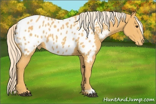 Horse Color:Palomino Appaloosa 