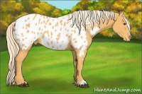 Horse Color:Palomino Appaloosa 