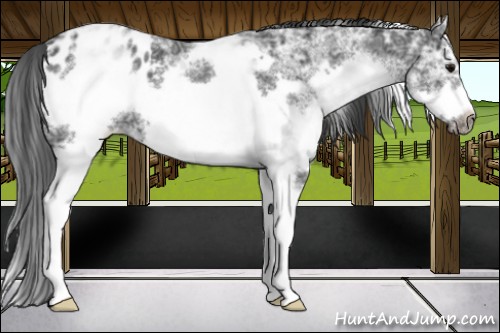 Horse Color:White Spotted Black Ice Splash Frame Appaloosa 