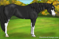 Horse Color:Gray Black Sabino 