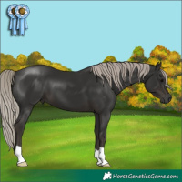 Horse Color:Gray Silver Black 