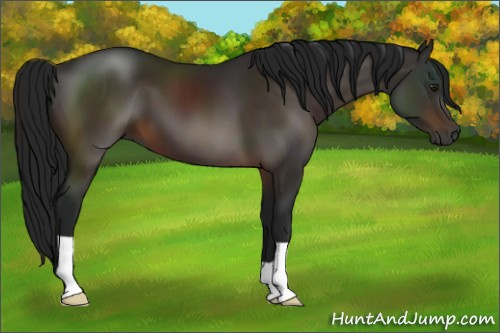 Horse Color:Gray Brown