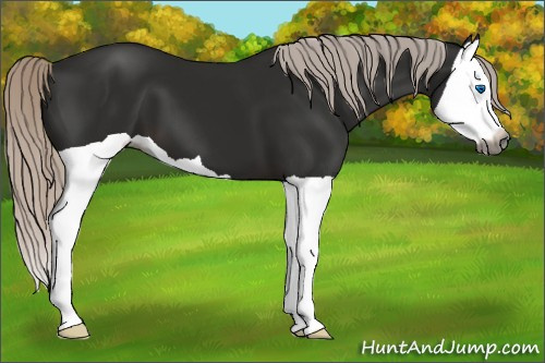 Horse Color:Gray Silver Black Splash