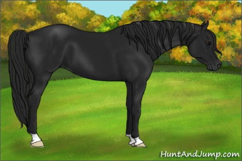 Horse Color:Gray Black 