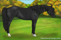 Horse Color:Gray Black 