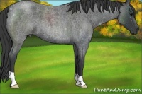Horse Color:Blue Roan 