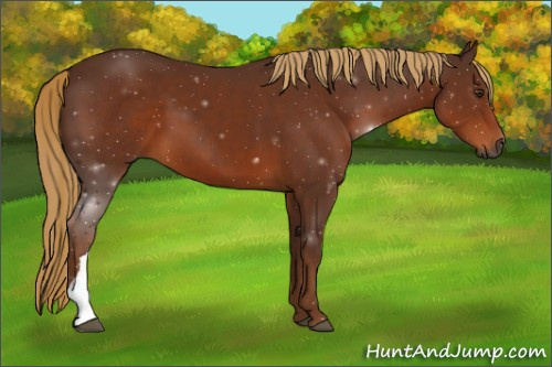 Horse Color:Gray Chestnut 