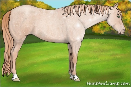 Horse Color:Gold Champagne Roan 