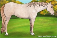 Horse Color:Gold Champagne Roan 