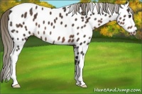 Horse Color:Liver Chestnut Appaloosa 
