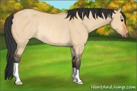 Horse Color:Bay Dun Rabicano 