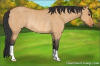 Horse Color:Bay Dun Rabicano 