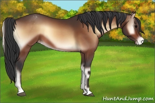 Horse Color:Bay Onyx Appaloosa 
