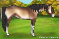 Horse Color:Bay Onyx Appaloosa 