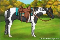 Horse Color:Black Tobiano