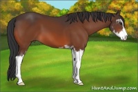 Horse Color:Bay Sabino 