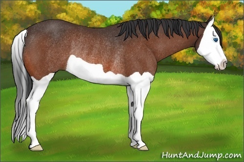 Horse Color:Bay Splash Rabicano