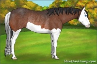 Horse Color:Bay Splash Rabicano 