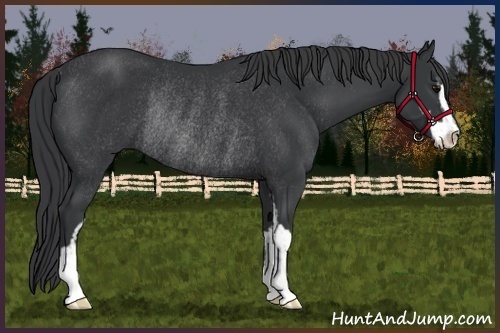 Horse Color:Black Sabino Rabicano 