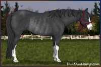 Horse Color:Black Sabino Rabicano 