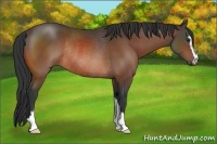 Horse Color:Brown Sabino Rabicano 