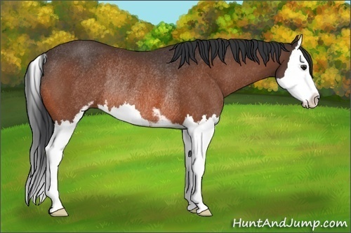 Horse Color:Brown Sabino Splash Rabicano