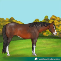 Horse Color:Brown Sabino