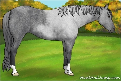 Horse Color:Blue Roan 