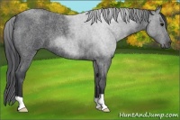 Horse Color:Blue Roan 
